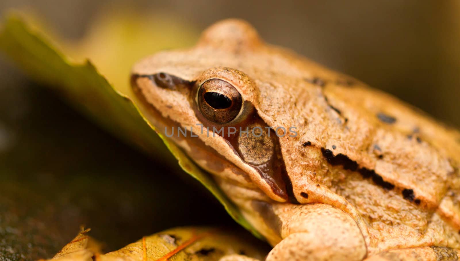 Close-up from a yellow frog by NagyDodo