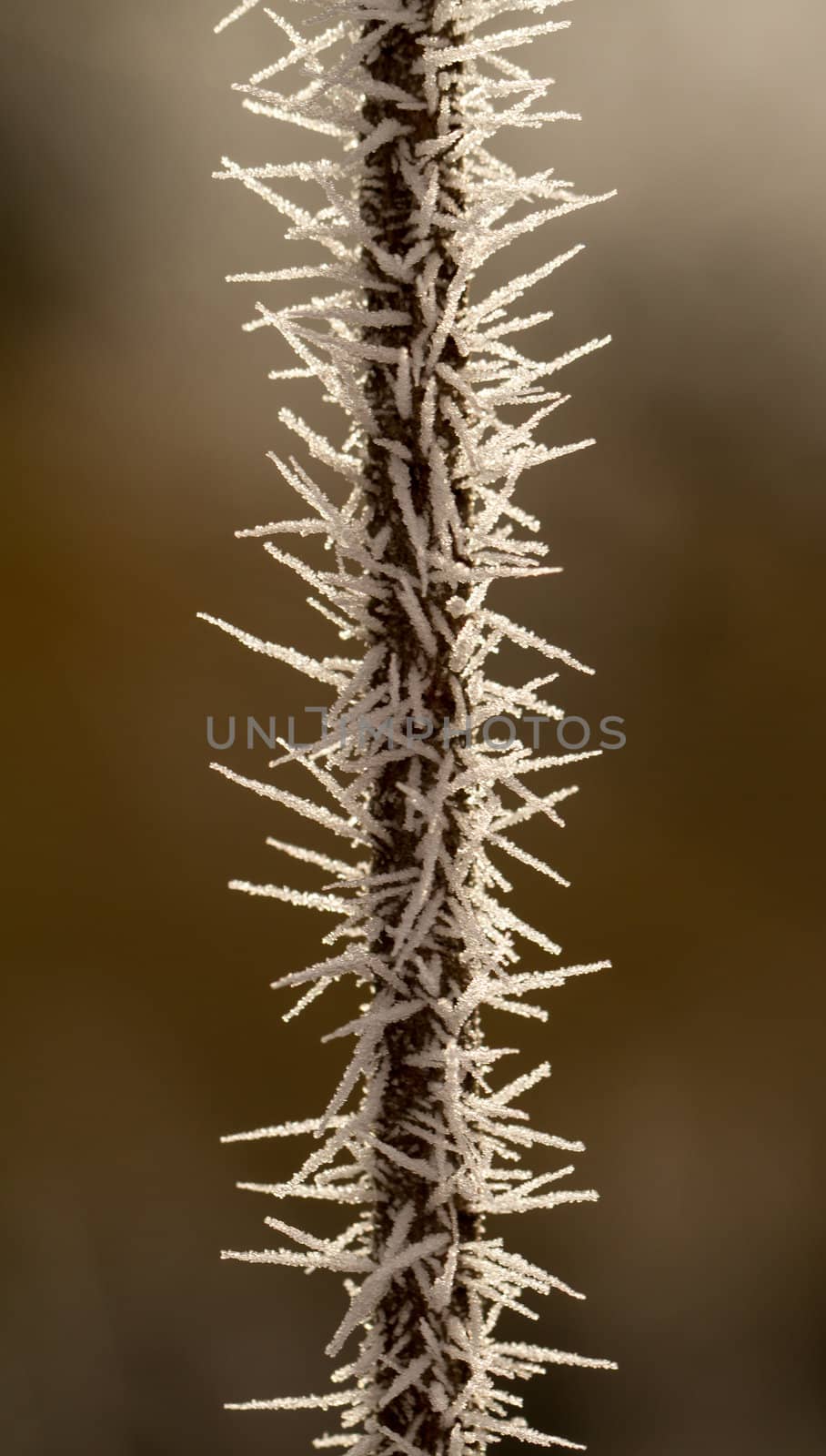 rime on a thin branch by NagyDodo