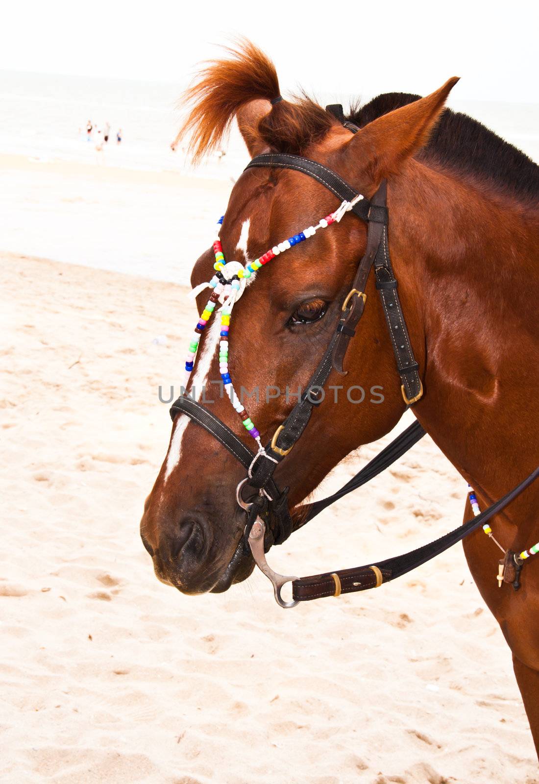 Brown horse at the beach of the sea.