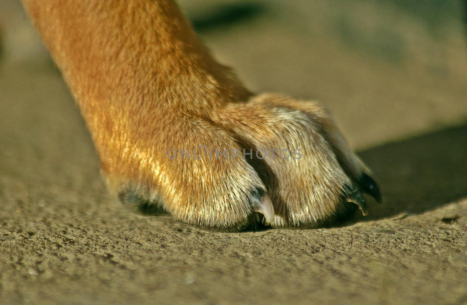 stafford dog