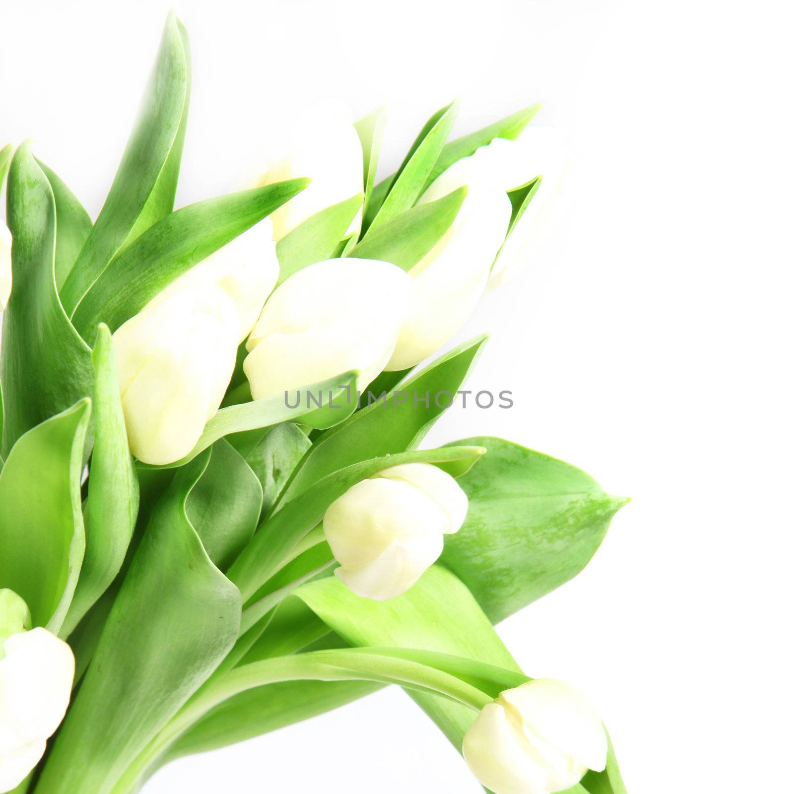 Closeup of a bouquet of fresh white tulips with their leaves against a white background with copyspace