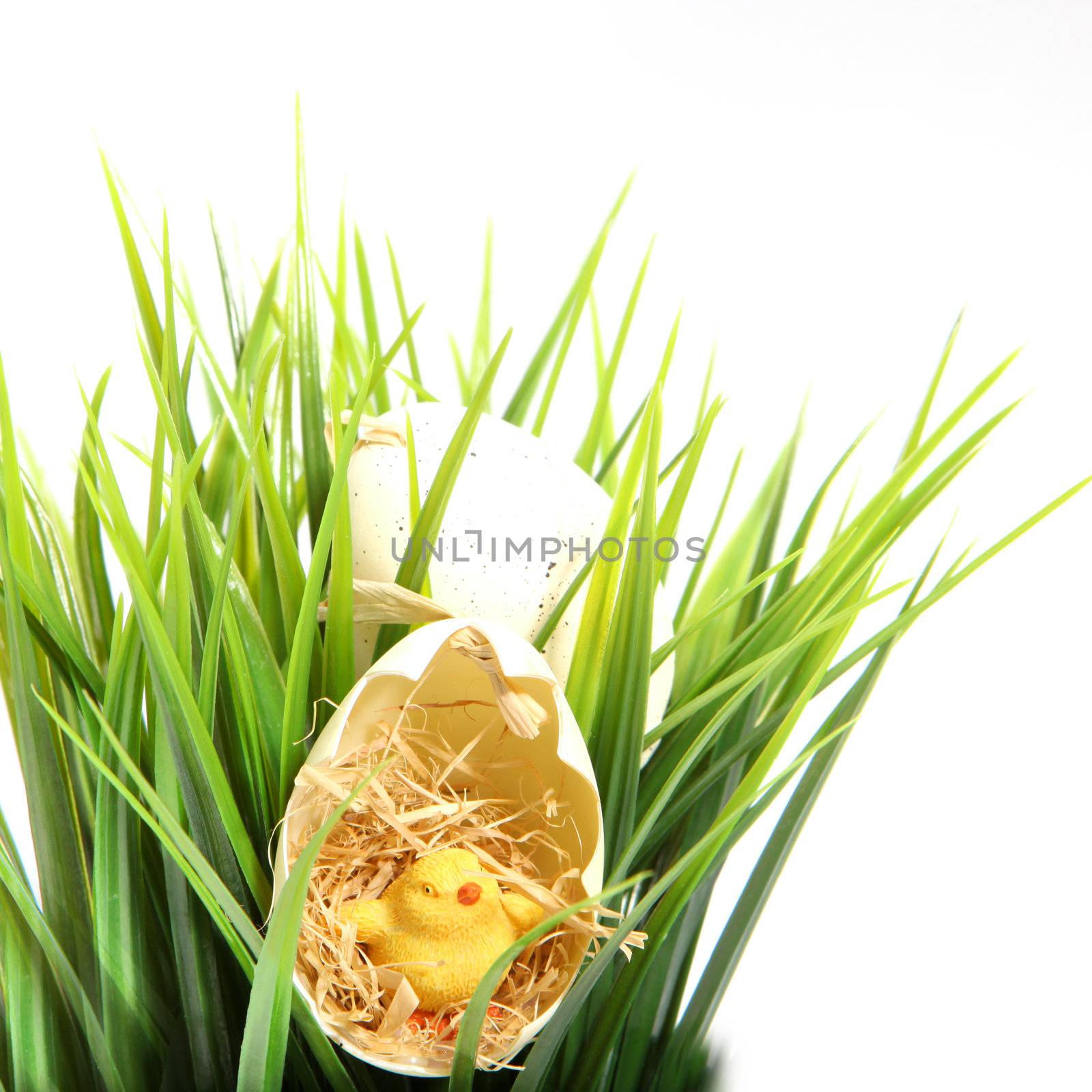 Cute yellow fluffy little Easter chick sitting on straw inside a cracked eggshell cushioned in fresh green grass isolated on white