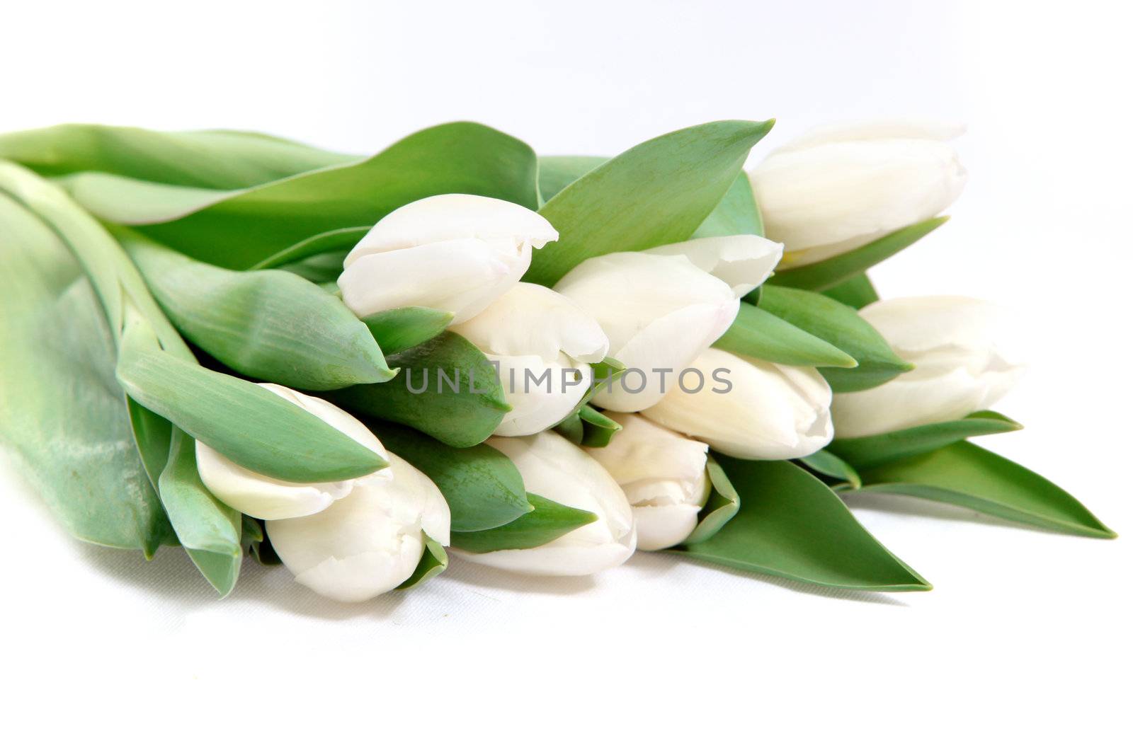 Bunch of beautiful cut fresh white tulips with their leaves lying on a white background with copyspace for your romantic message