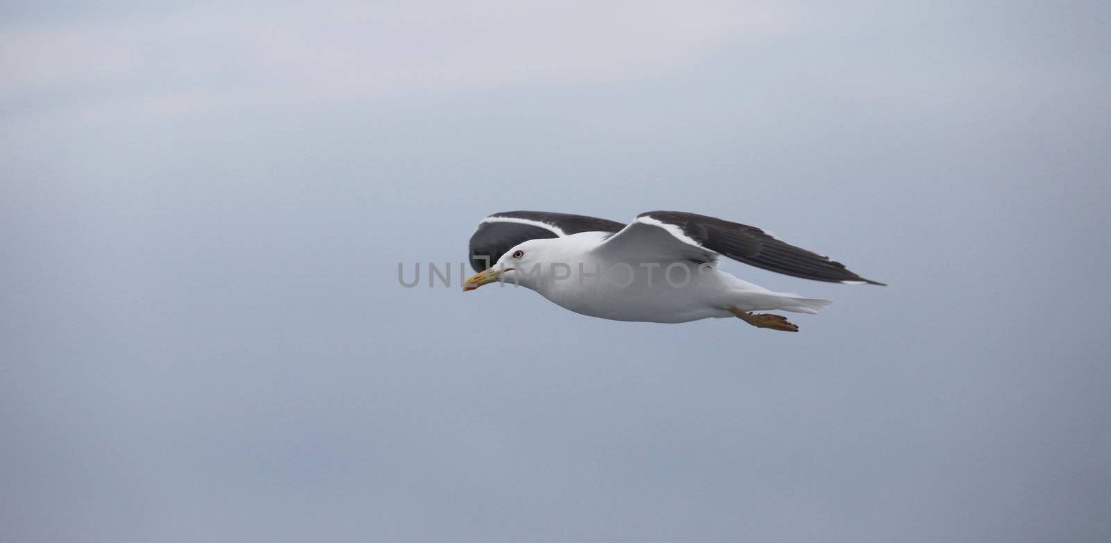 flying seagull by mrivserg