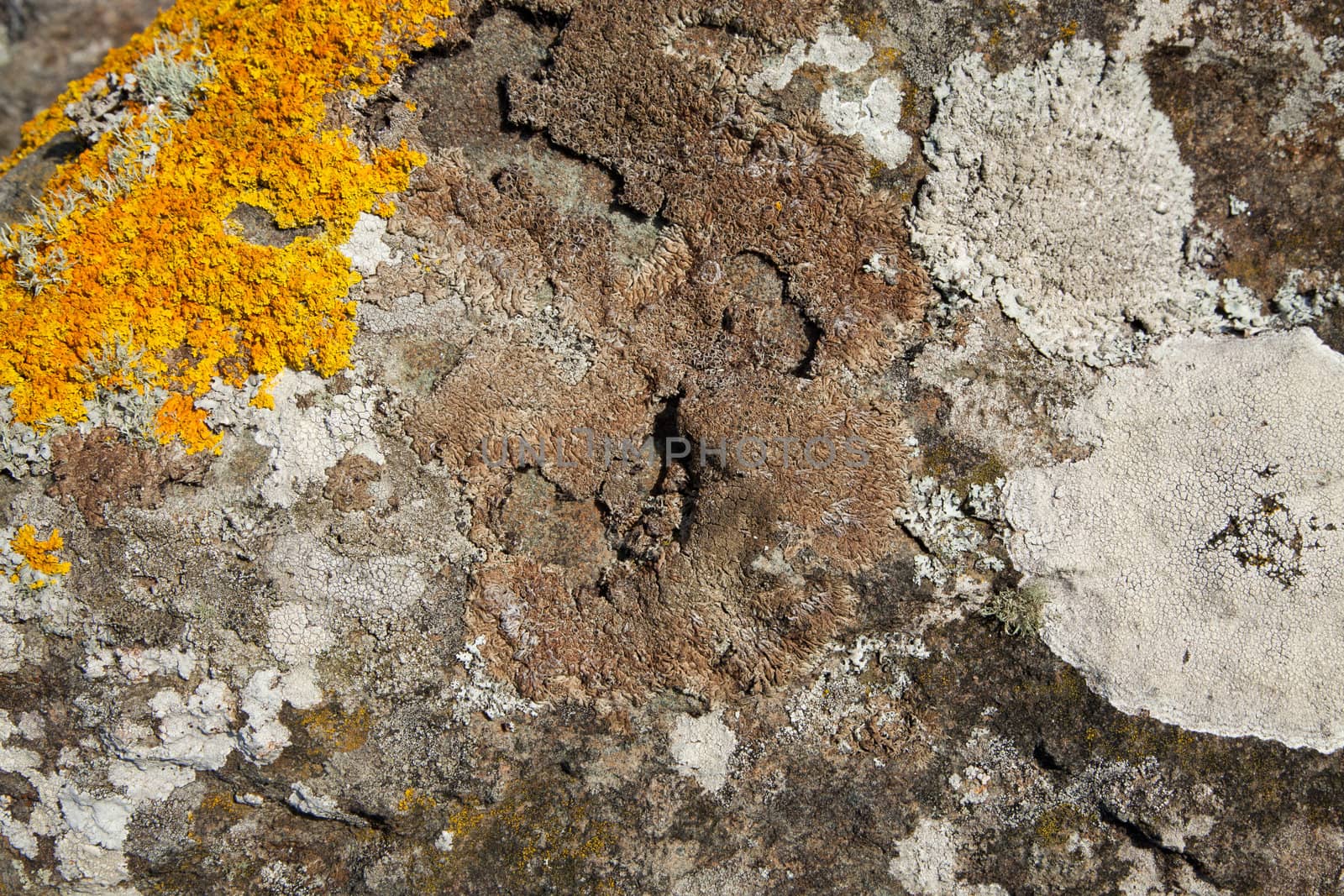 Lichen on rock. by richsouthwales