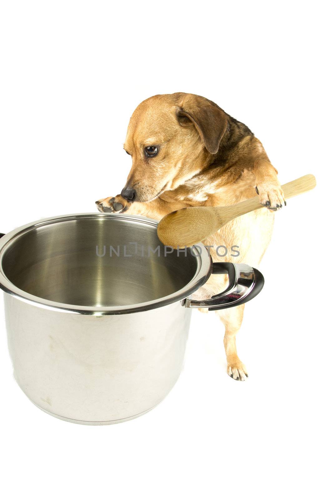 a hose dog cooking for masters