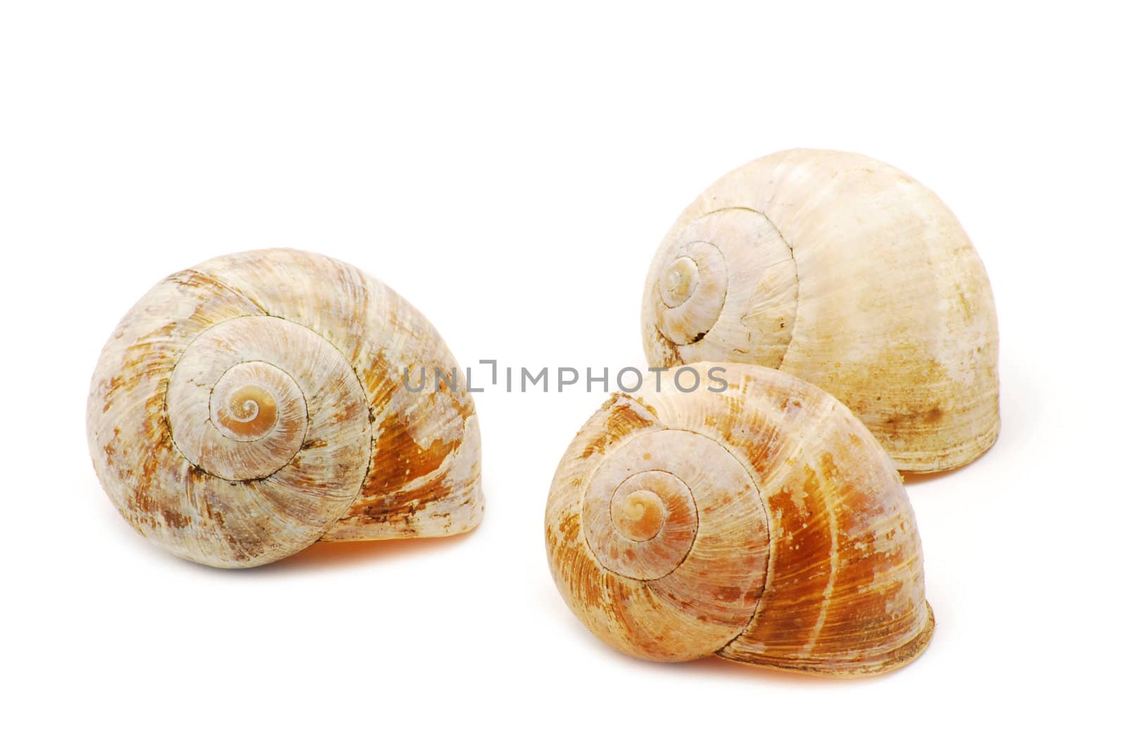 Small shells isolated on white background