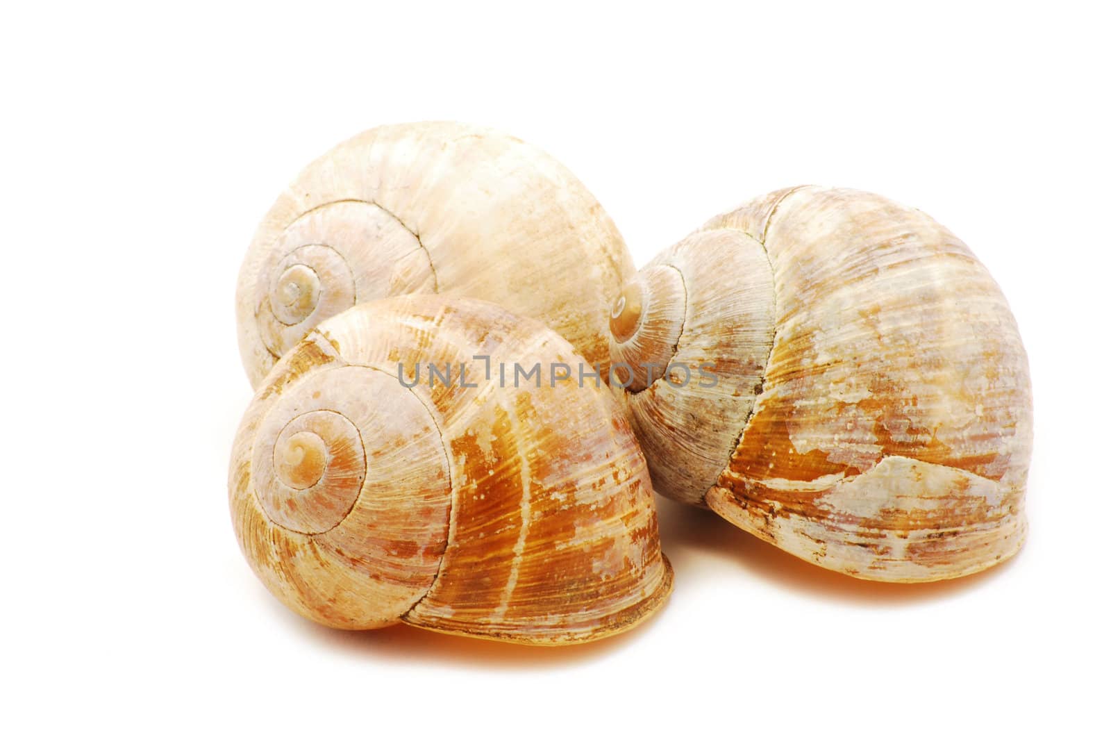 Small shells isolated on white background