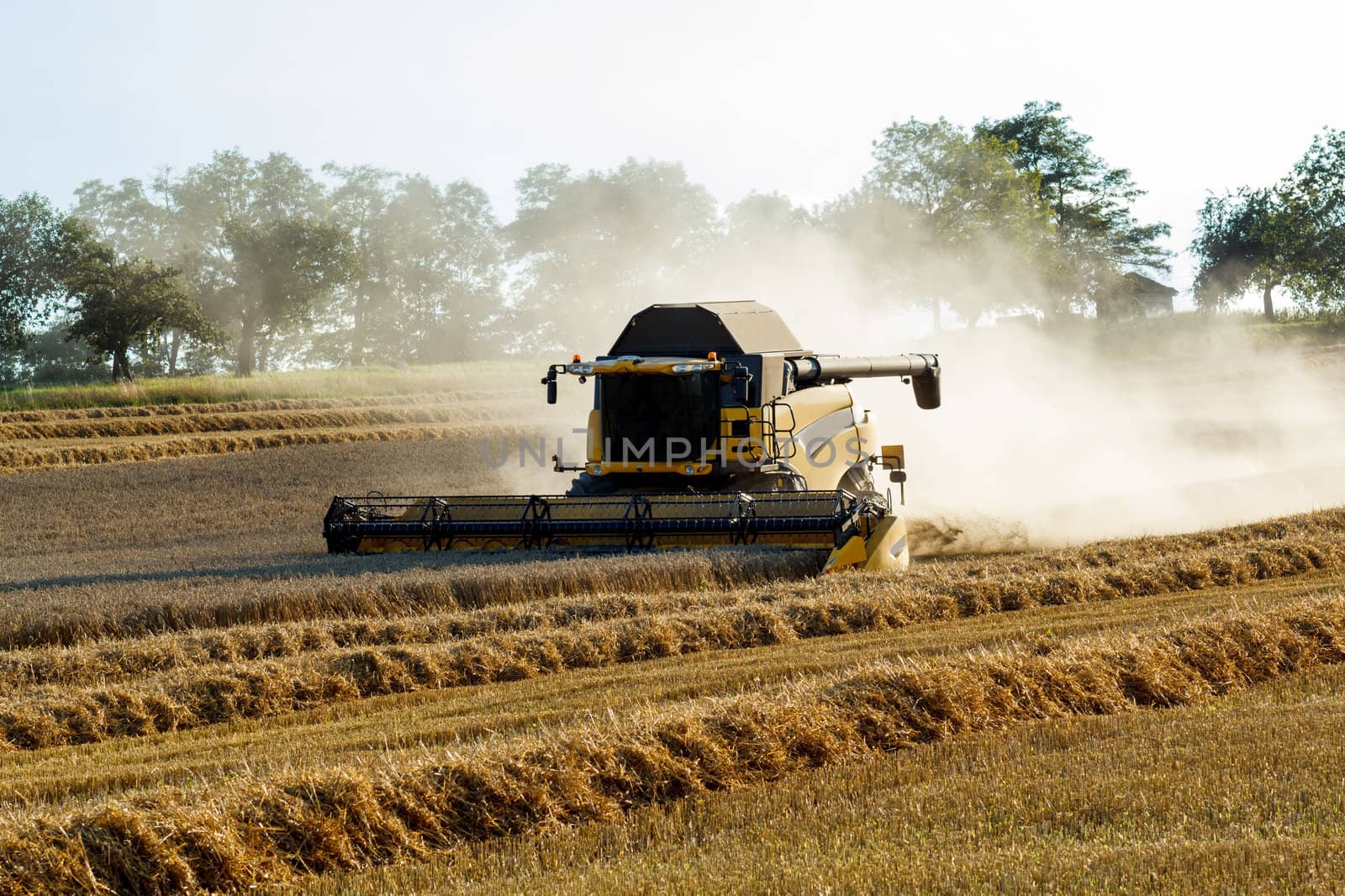 Yellov combine on field harvesting wheat in sunny weather