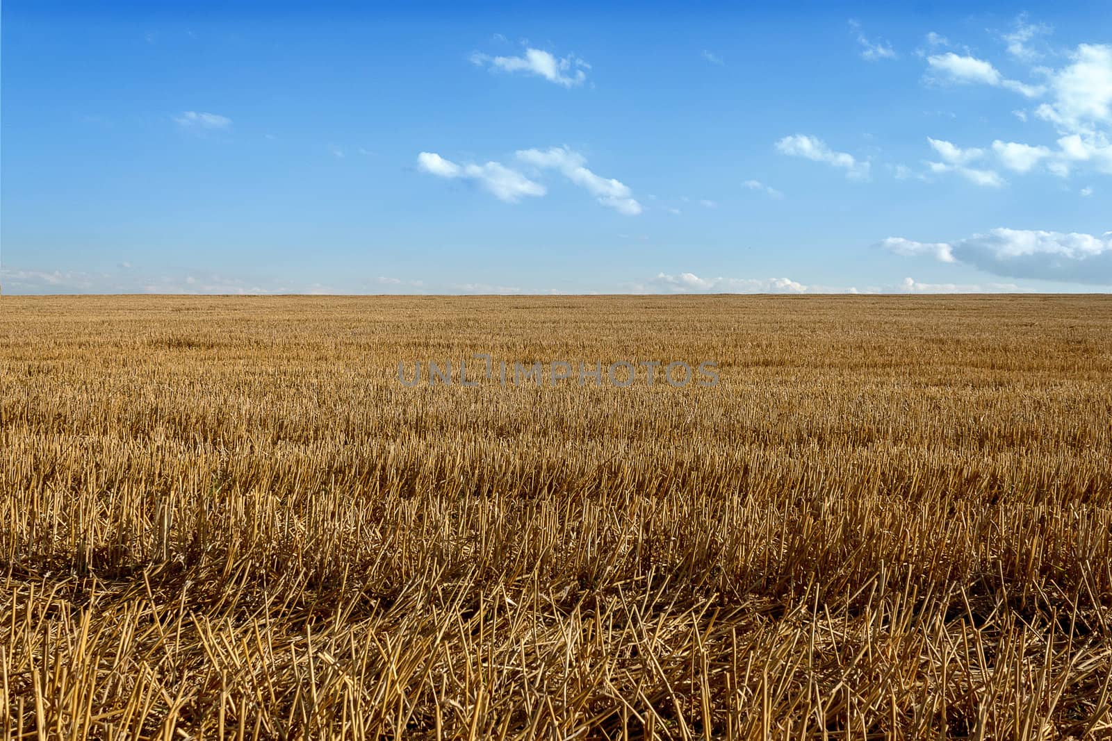 rural landscape, harvested gold wheat field against blue sky