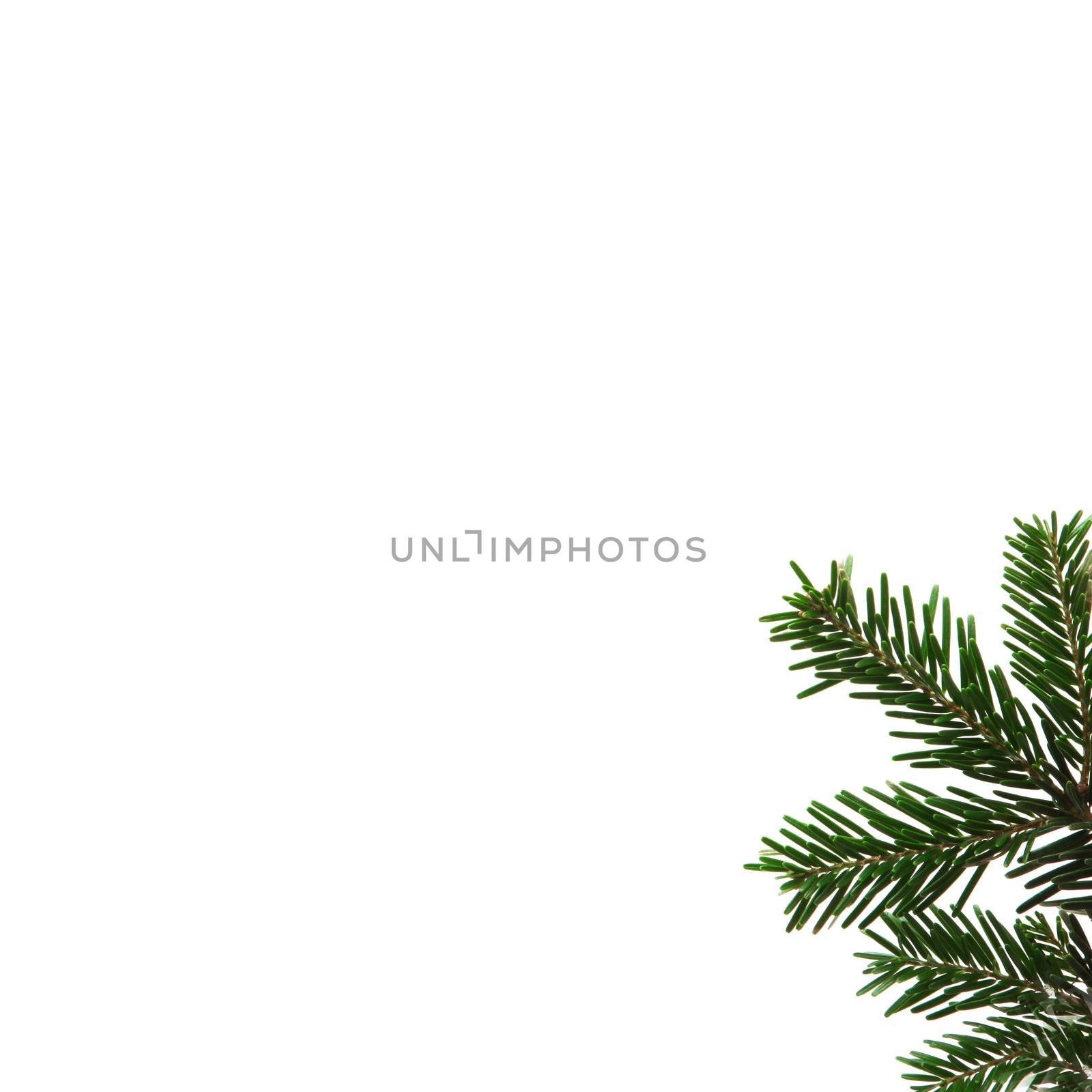 Studio Christmas themed shot of a small section of a fir tree branch, isolated on white with space for your test