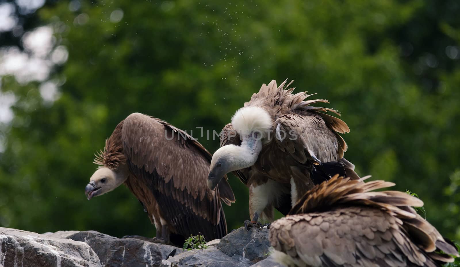the vultures by njaj