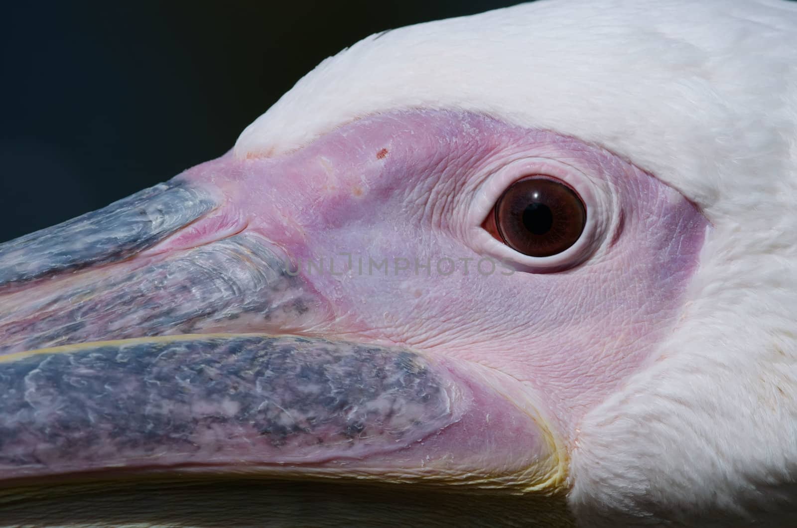 the pelican head by njaj