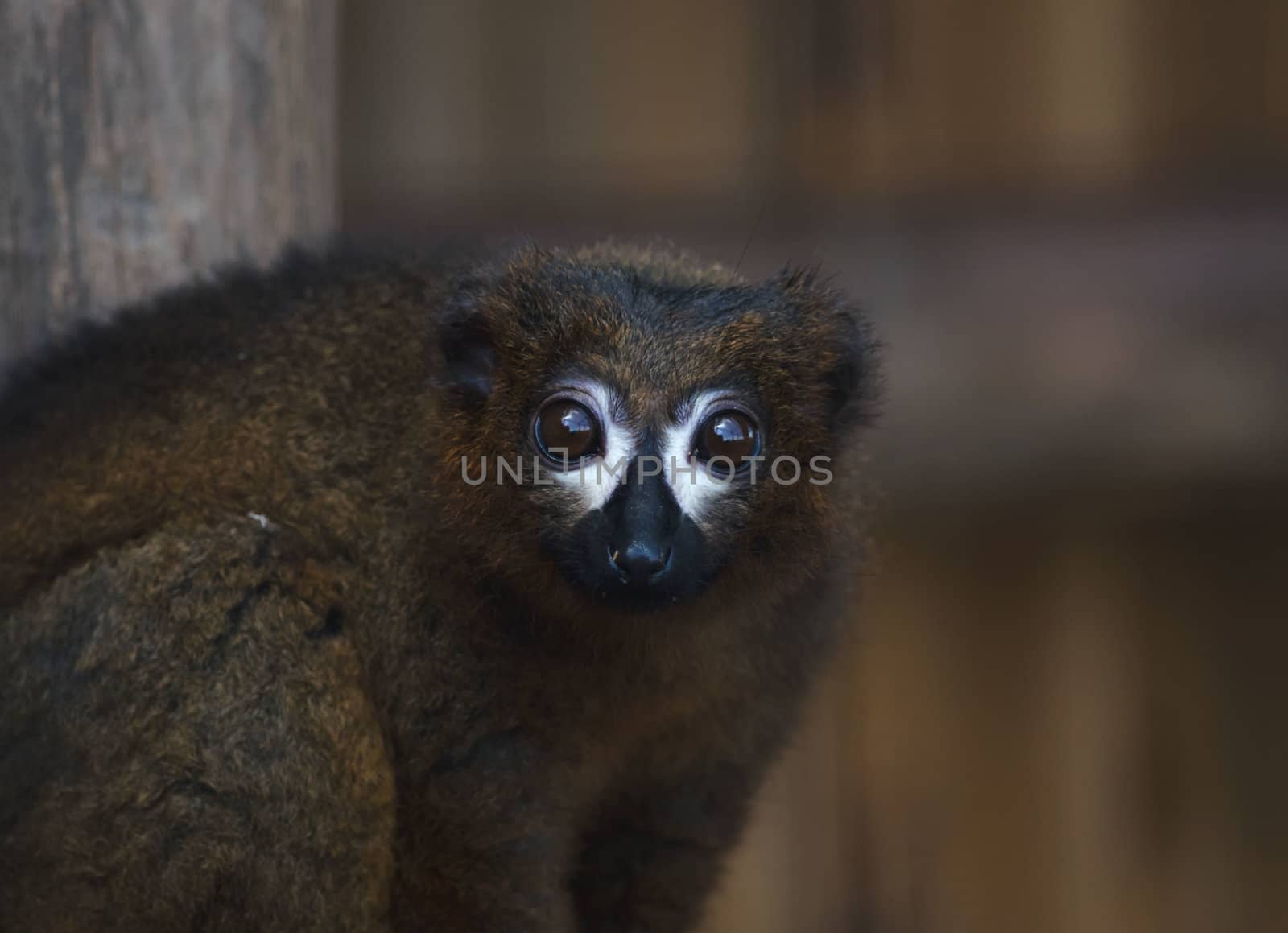 The Red-bellied Lemur by njaj