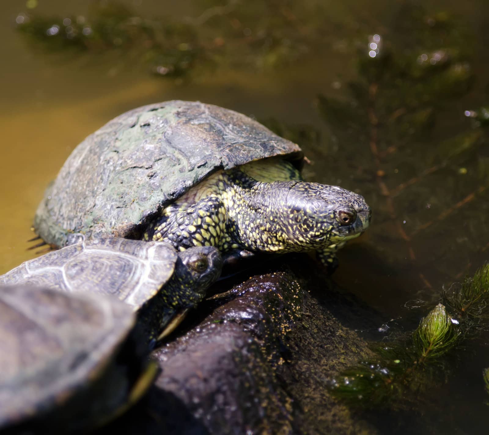 European Tortoise by njaj