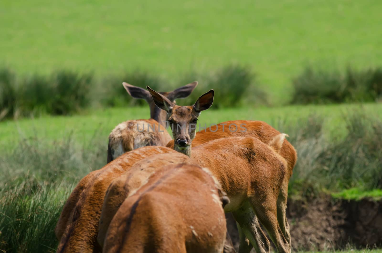 the hinds by njaj