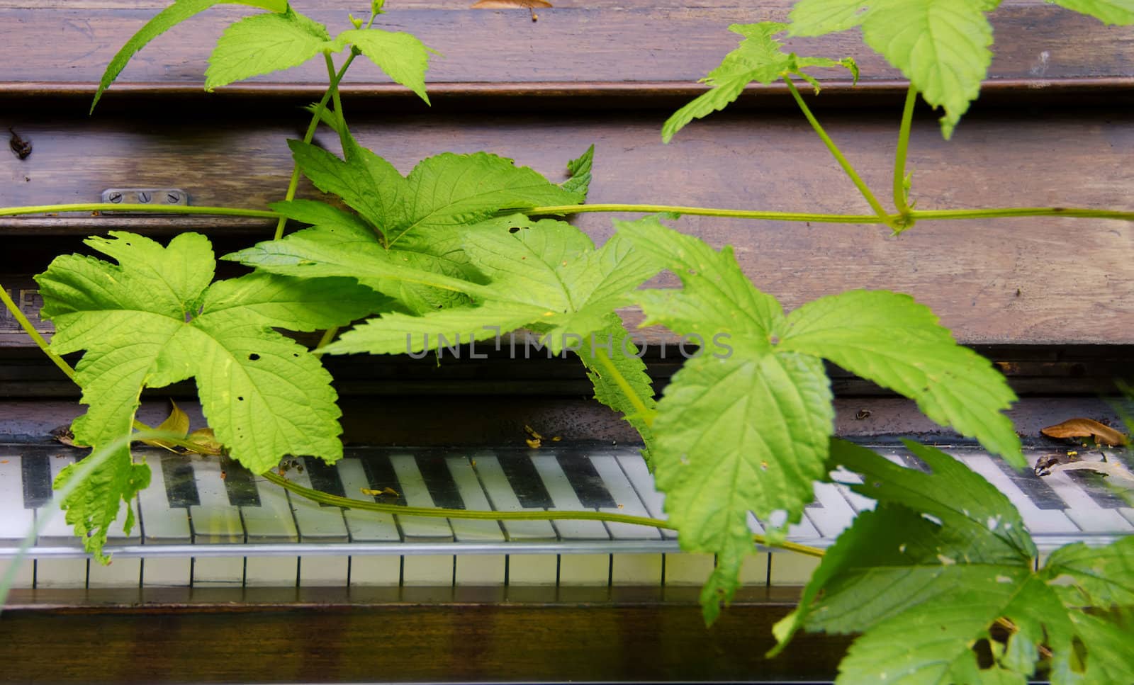 piano and green leaf