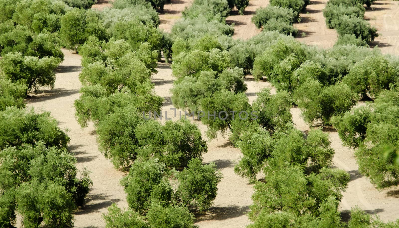 the rows of olive trees by njaj