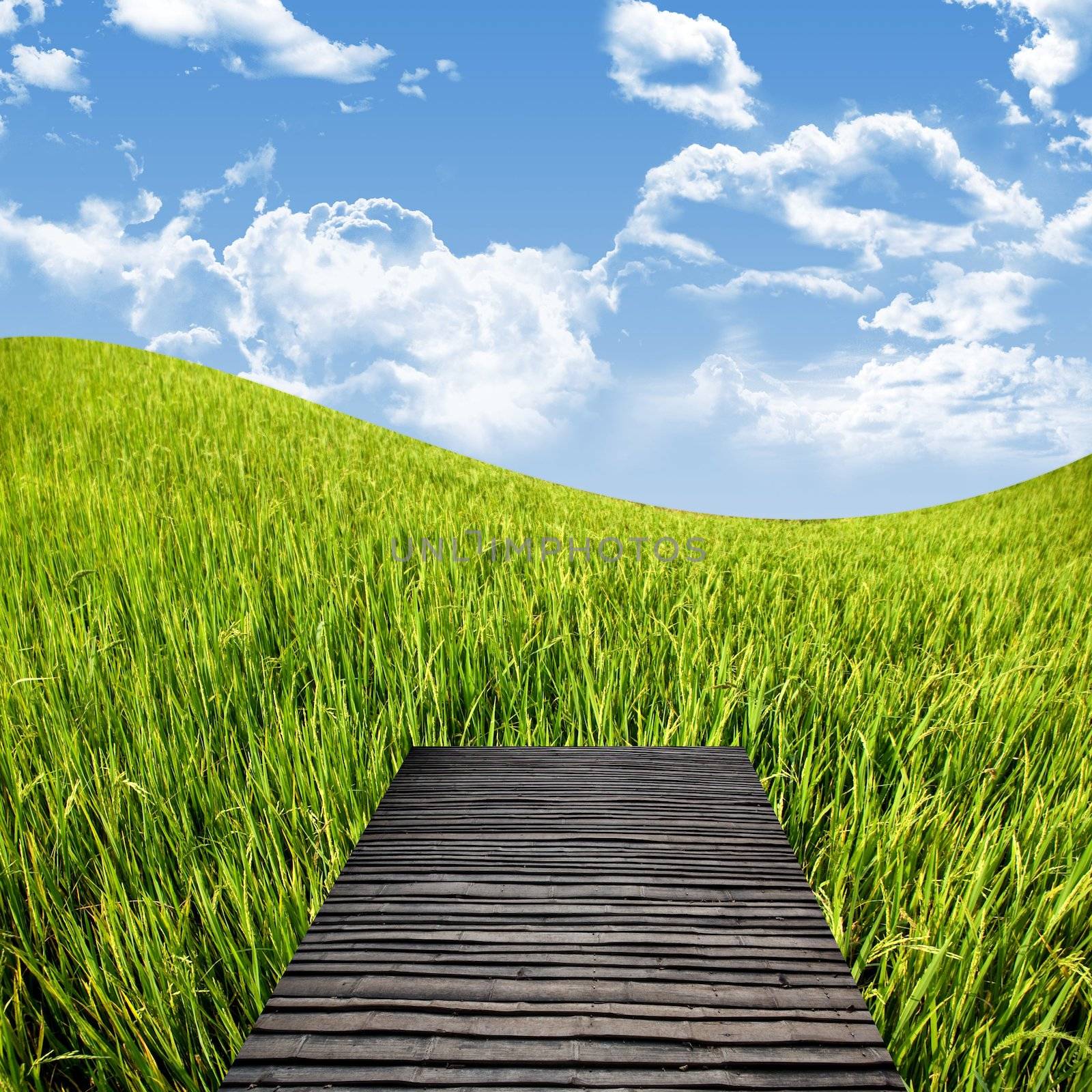 Terrace on the rice field with nice sky, Countryside travel concept