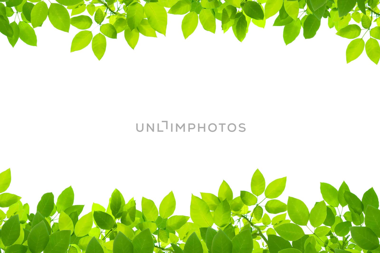 green leaves on white background