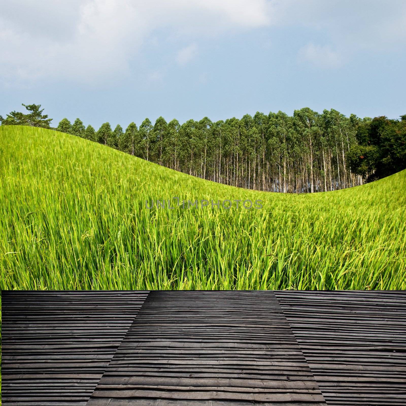 Terrace on the rice field, Countryside travel concept