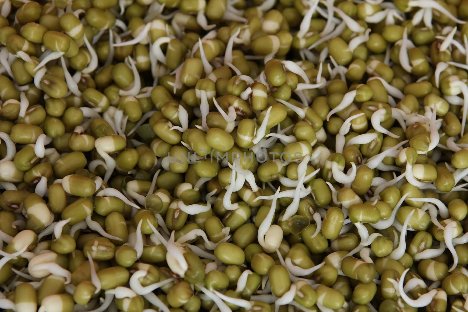 Hydroponically grown mung bean sprouts for culinary use
