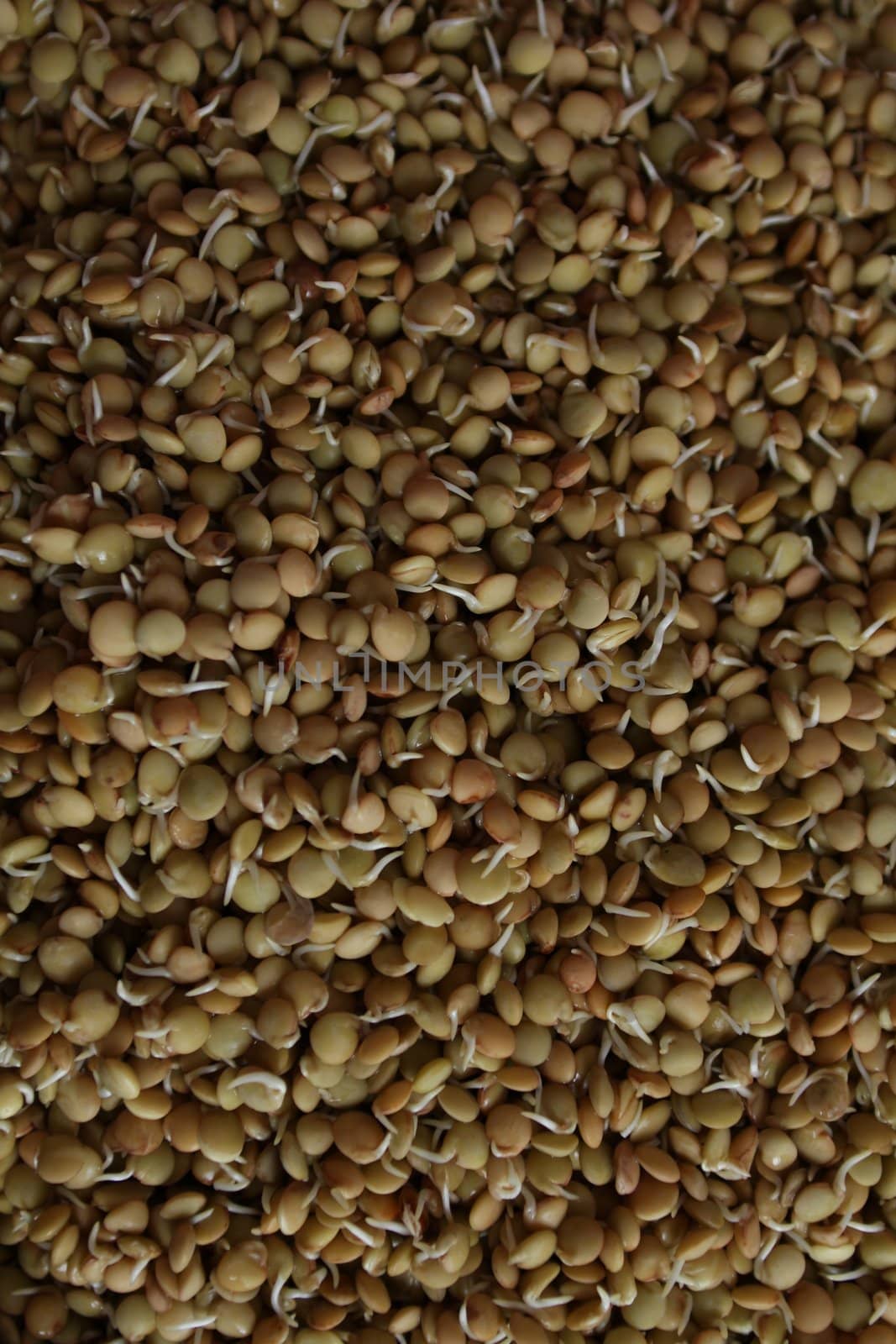 Hydroponically grown lentil sprouts for culinary use
