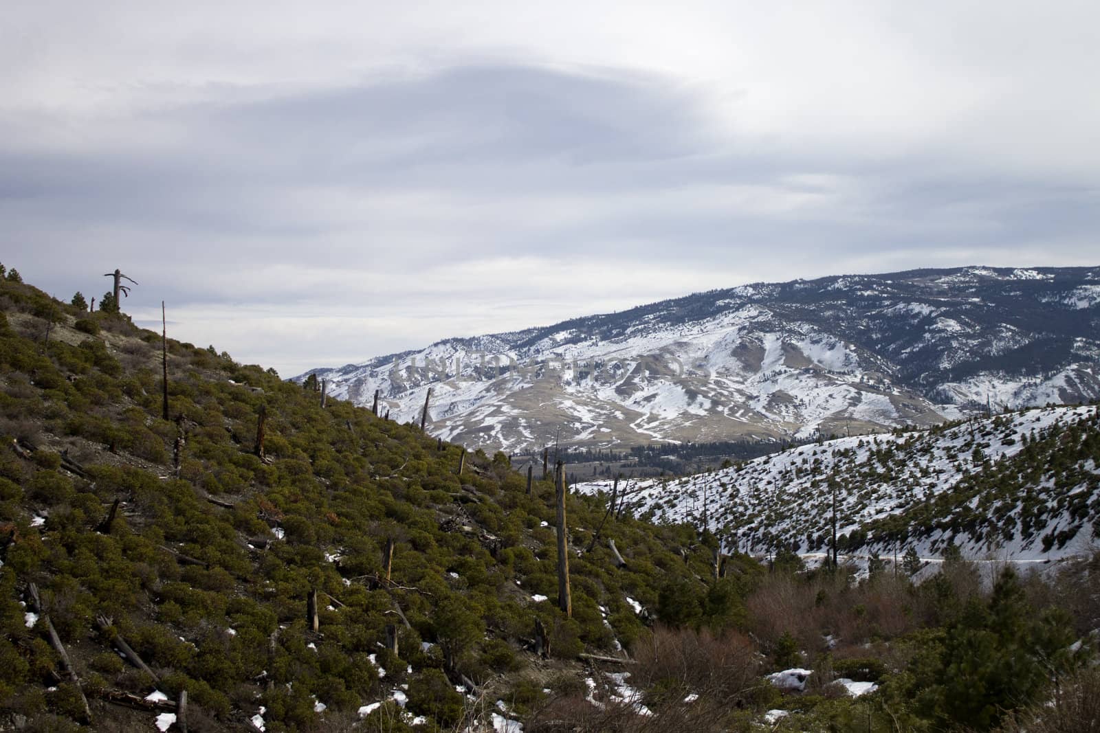 A logged side of a hill with snow mountains in the back