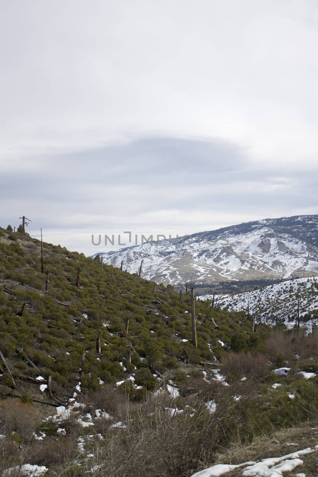 A logged side of a hill with snow mountains in the back