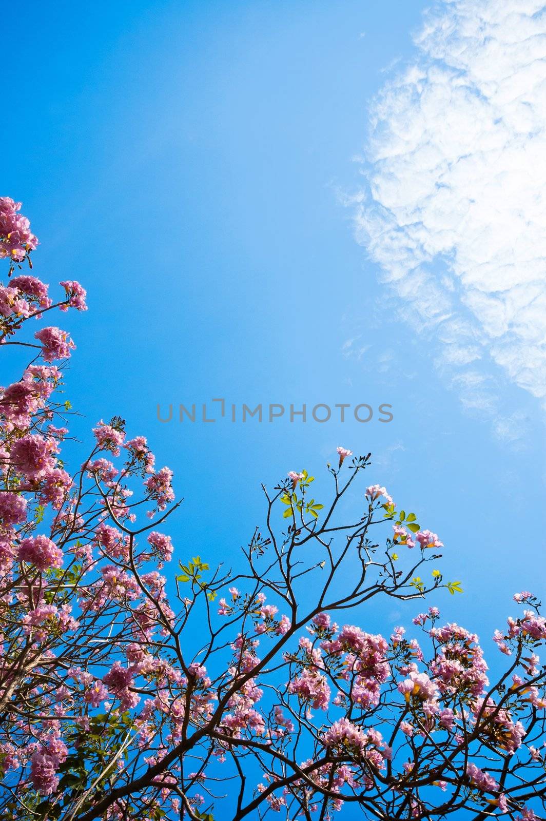 cherry flower on blue sky background by ponsulak