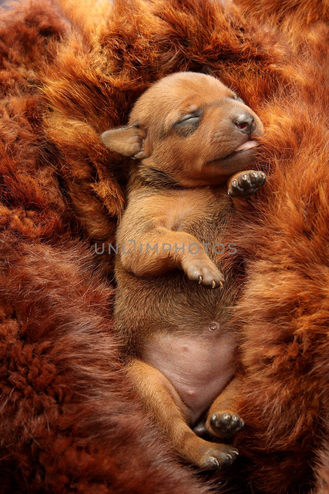The Miniature Pinscher puppy, 5 days old