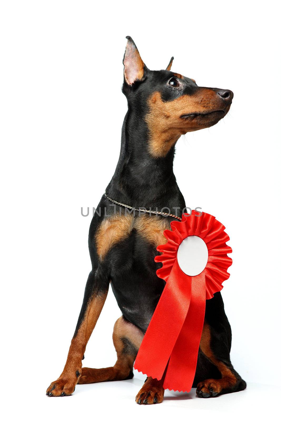 The Miniature Pinscher puppy, 6 months old