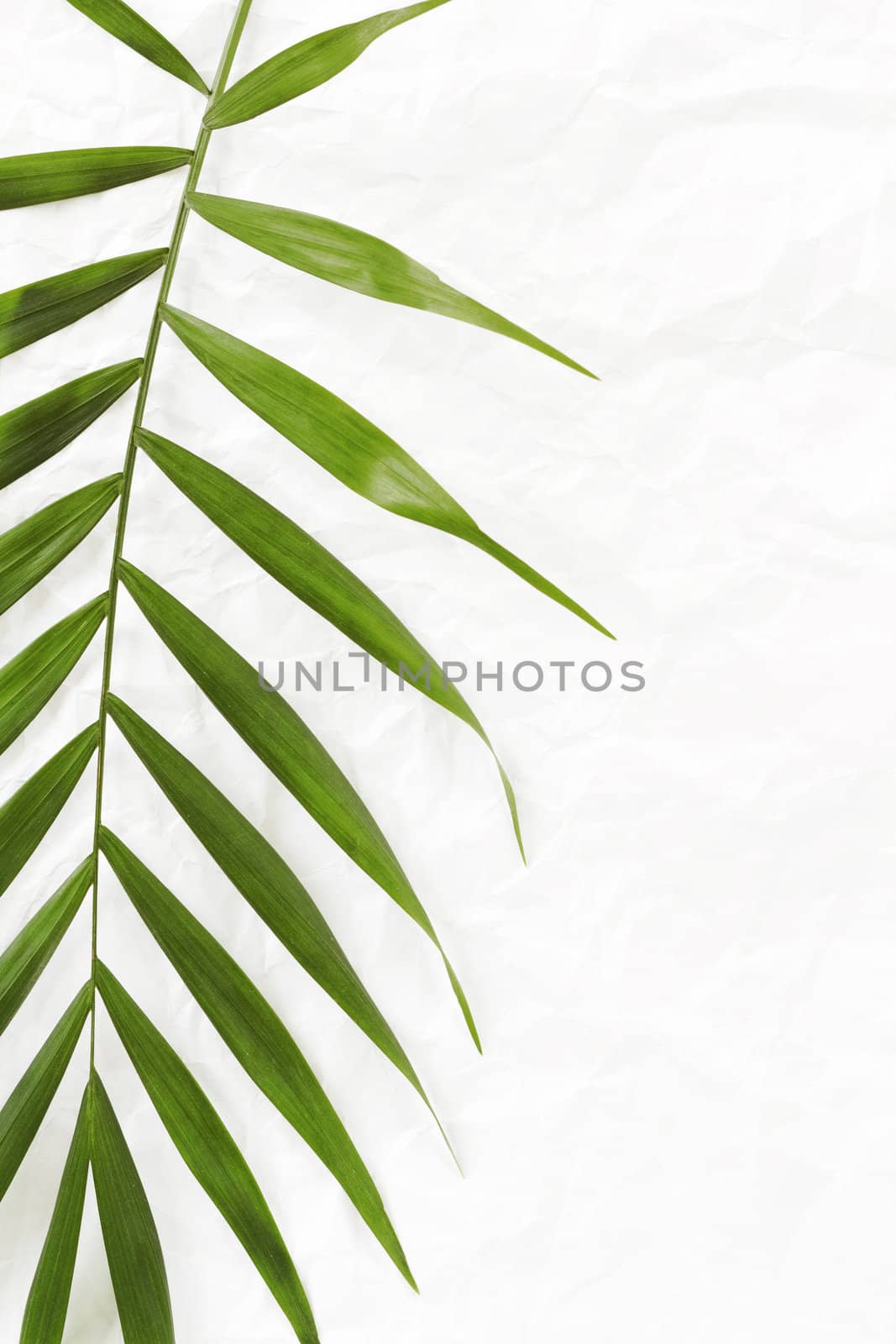 white crumpled paper background with palm leave