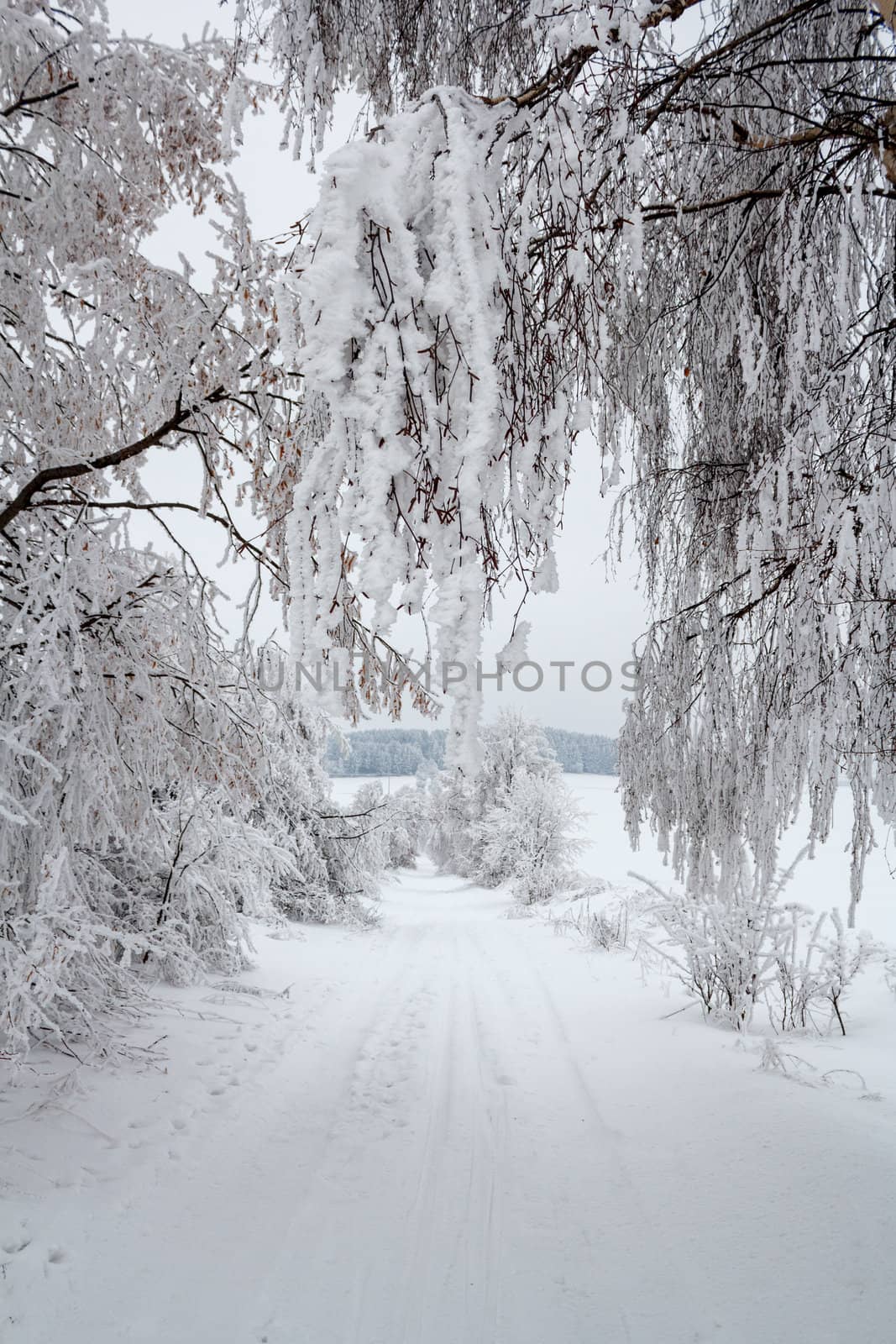 Nice winter landscape with trees snow, sun and rural road