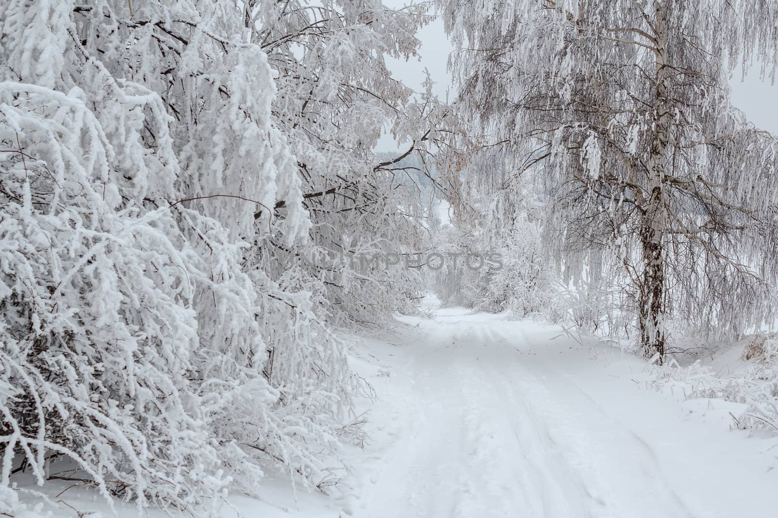 Nice winter landscape with trees snow, sun and rural road