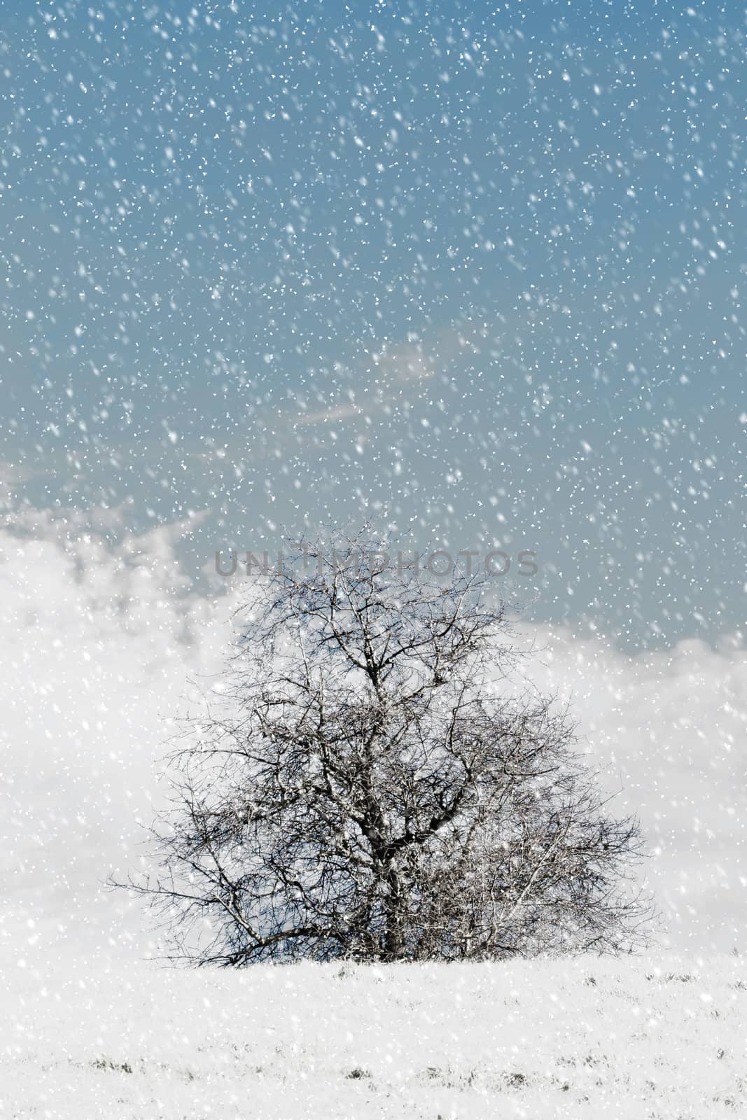 Nice winter landscape with trees and snow