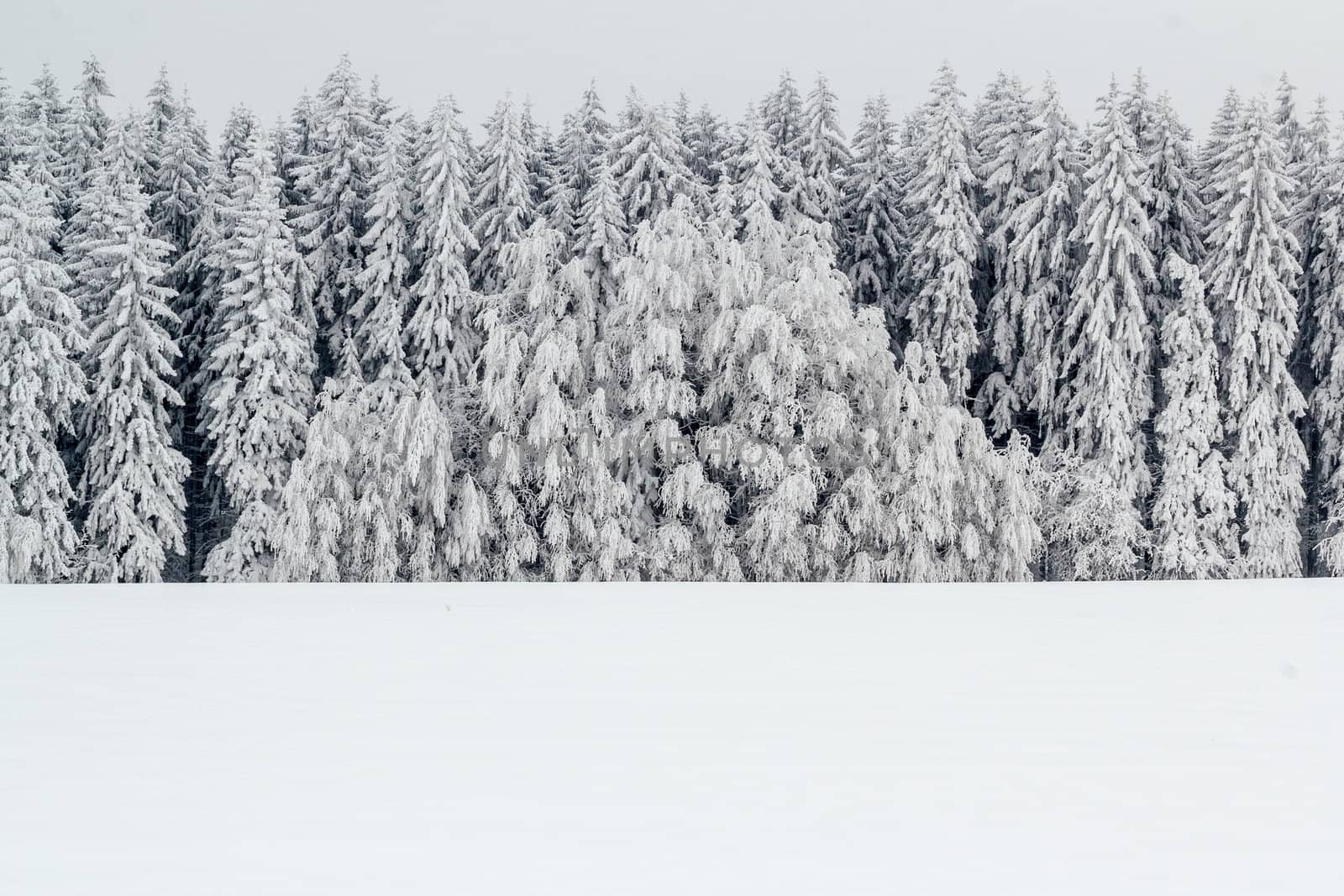 A serene winter landscape with trees covered in snow after a major snowfall 