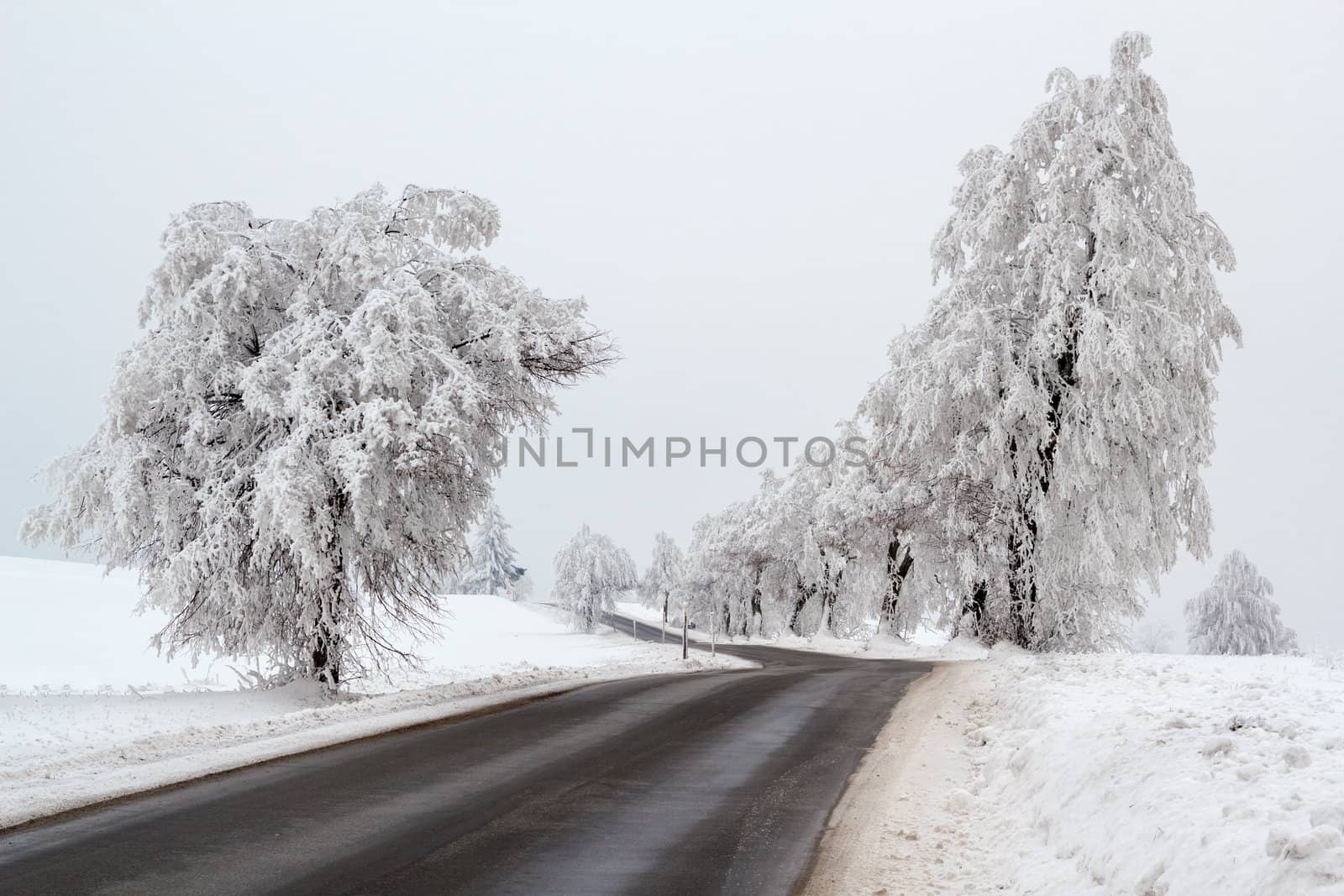 Nice winter landscape with trees snow and sun