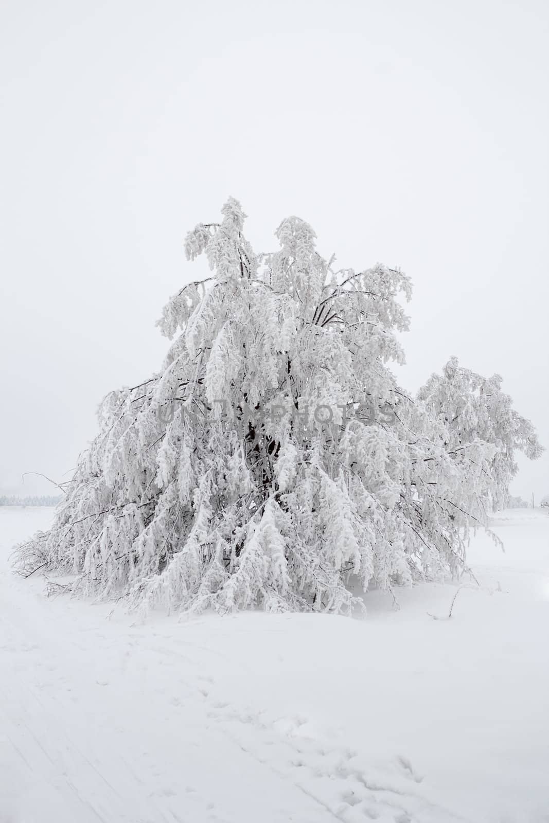 Nice winter landscape with tree