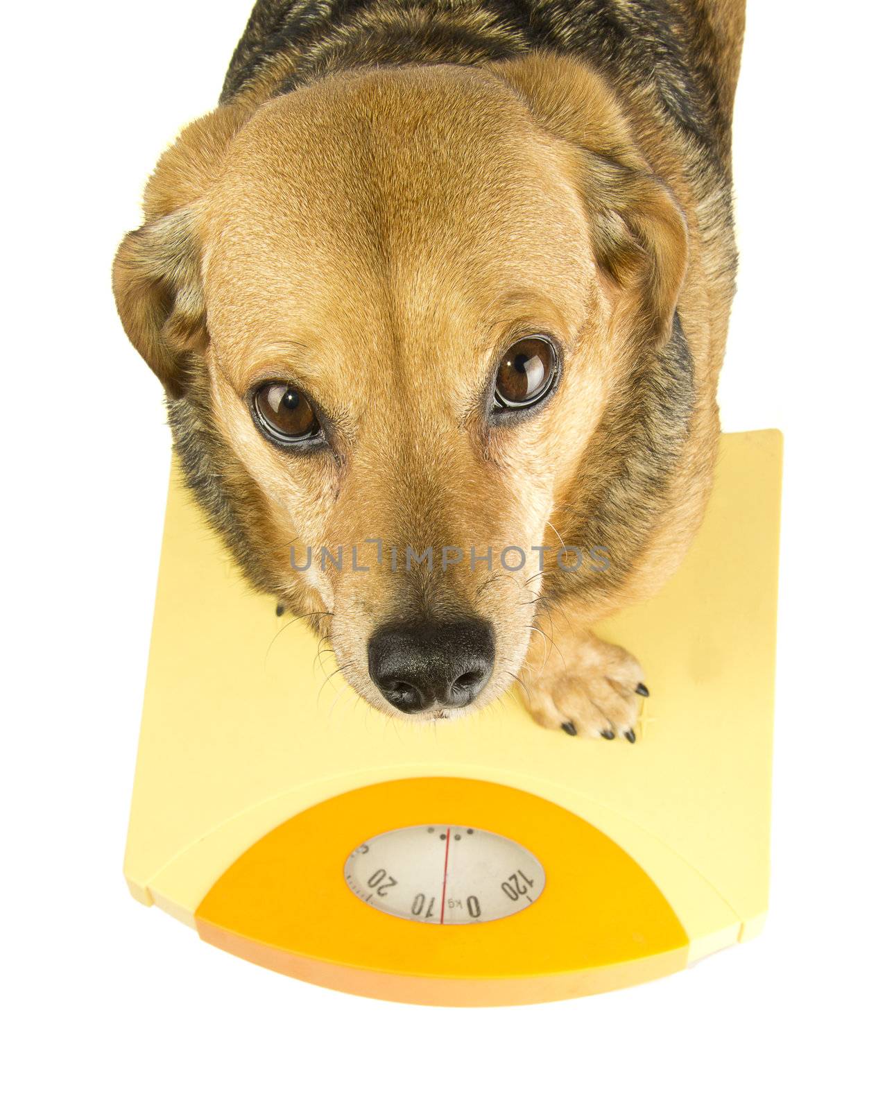 a dog weigh by danilobiancalana
