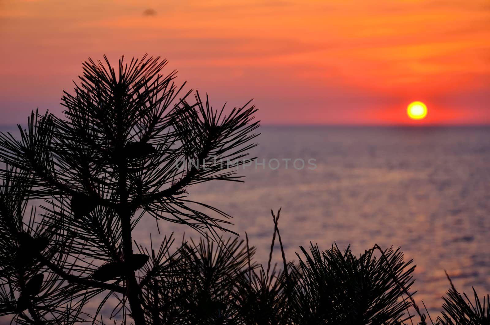 Pine tree branch and sunset in Crimea