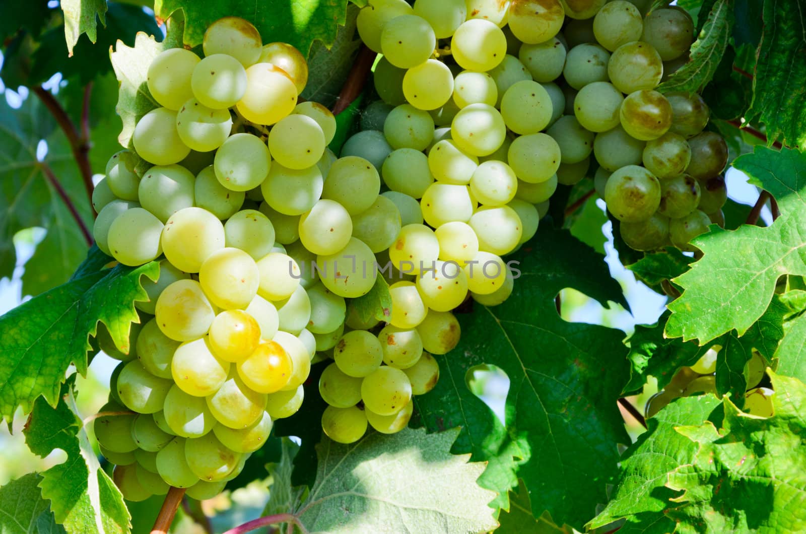 Grapes in vineyard in Balaclava. Crimea, Ukraine.