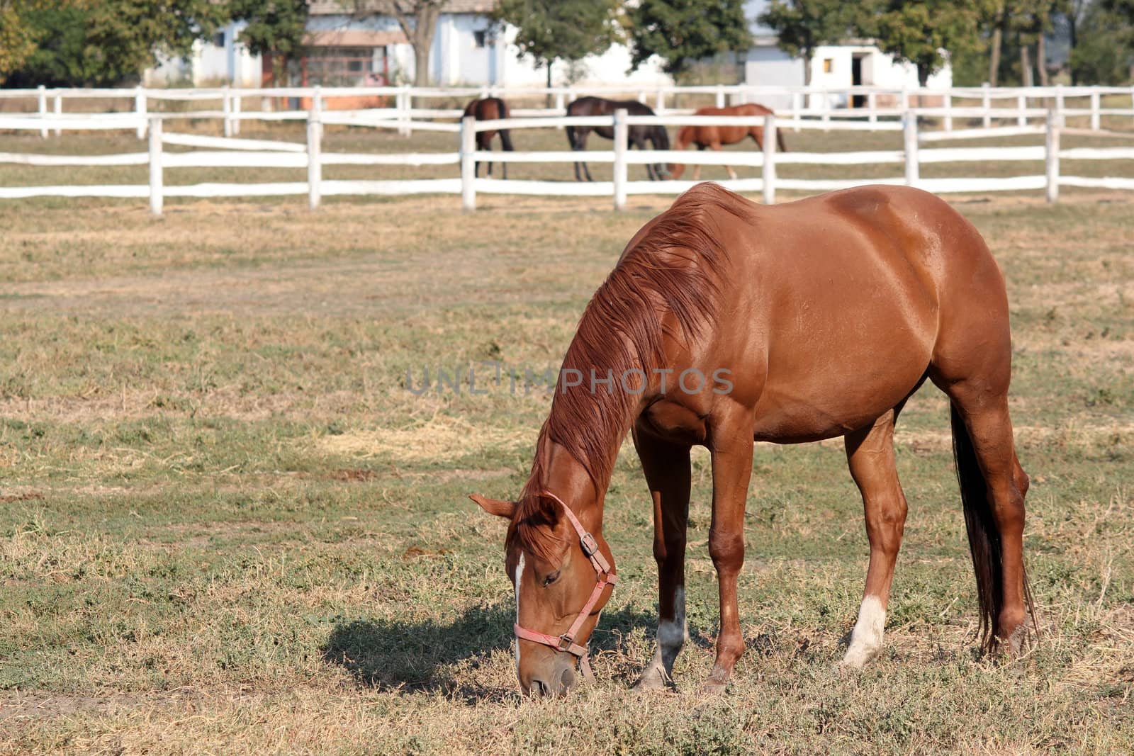 horses in corral ranch scene