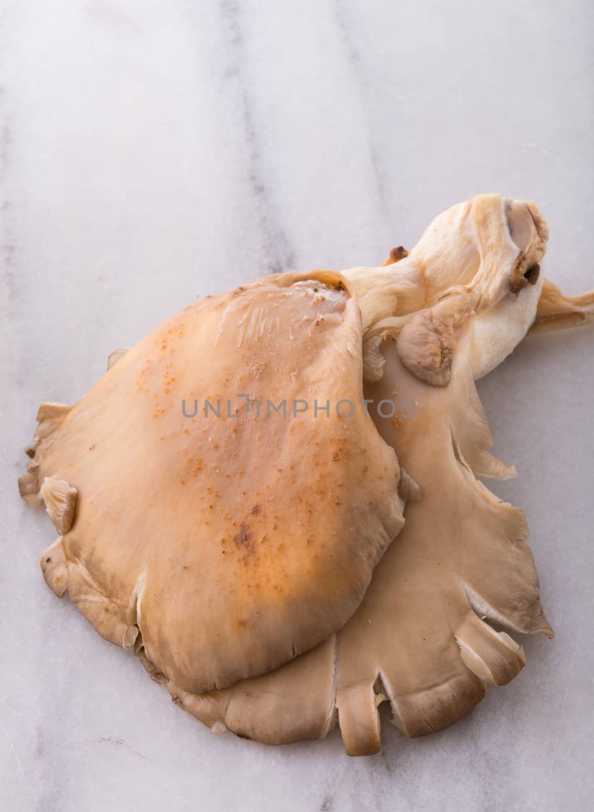 Pleurotus