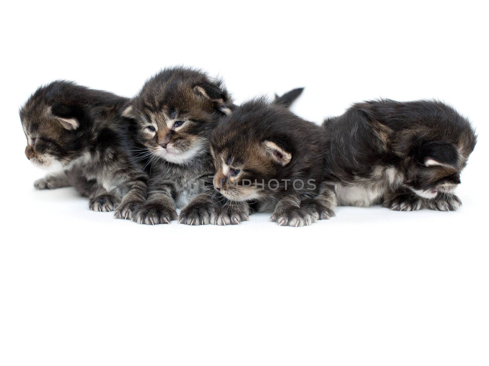 maine con kittens  litter by Okeanas