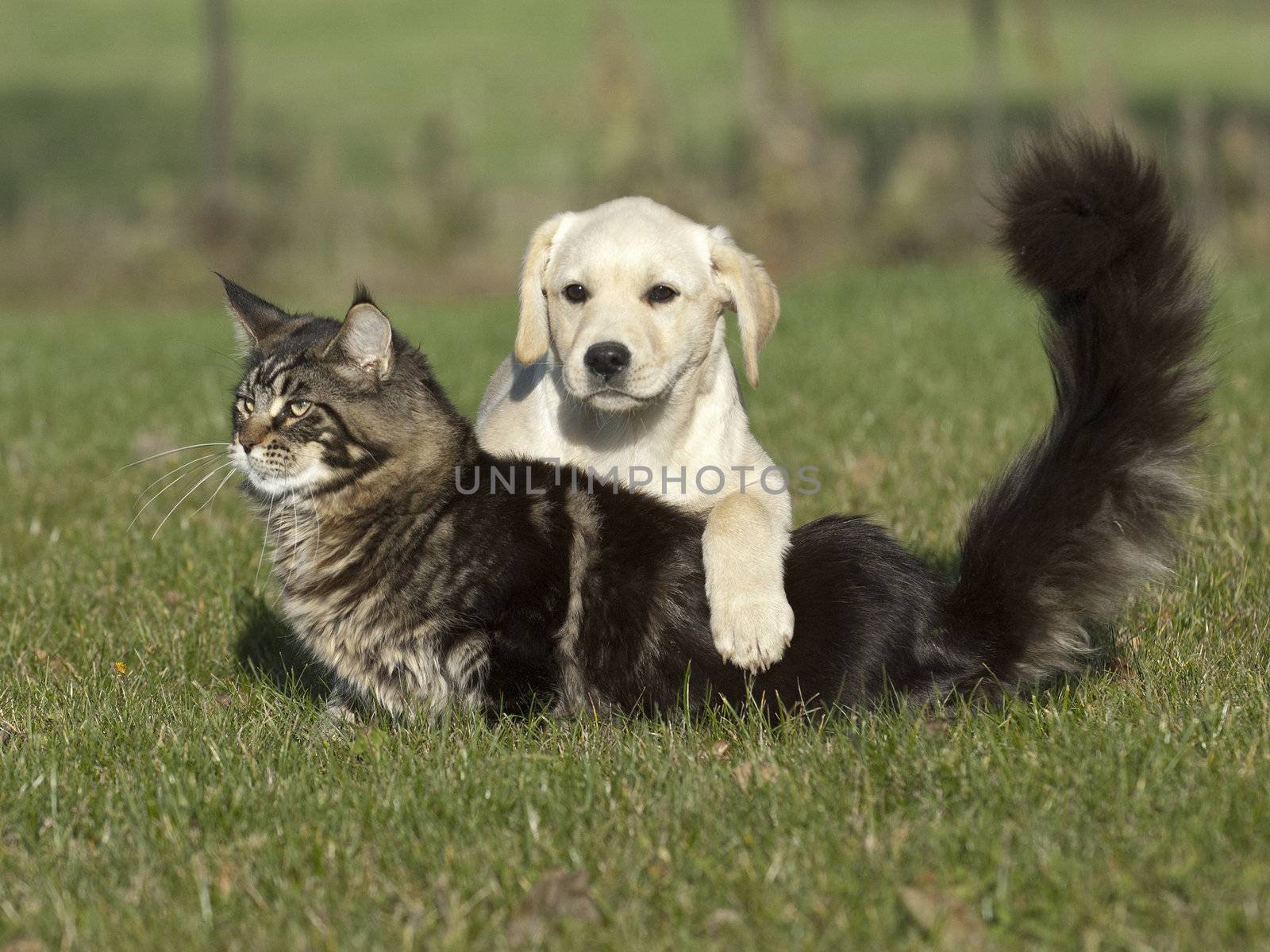 cat and white puppy