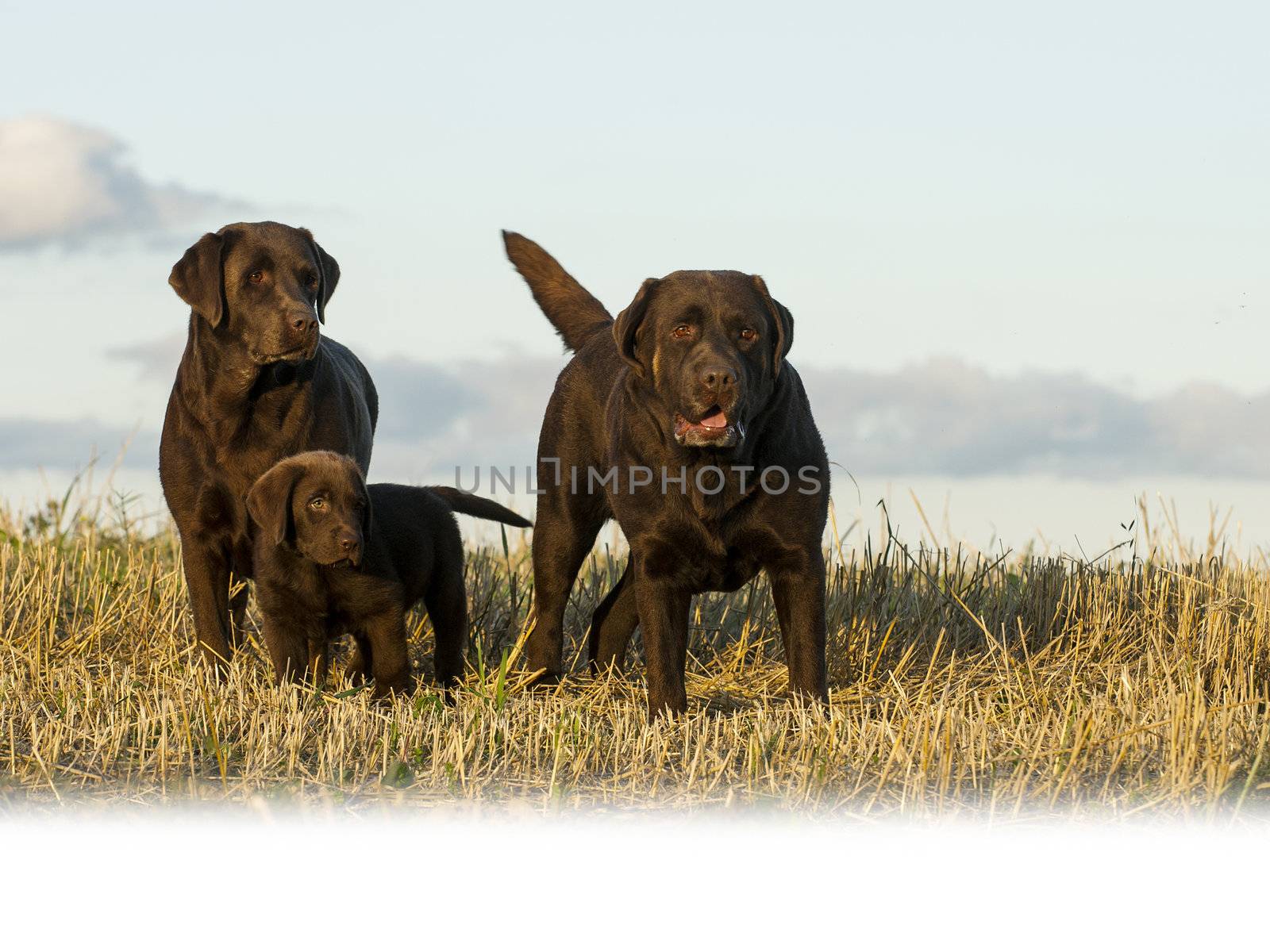 dog family by Okeanas