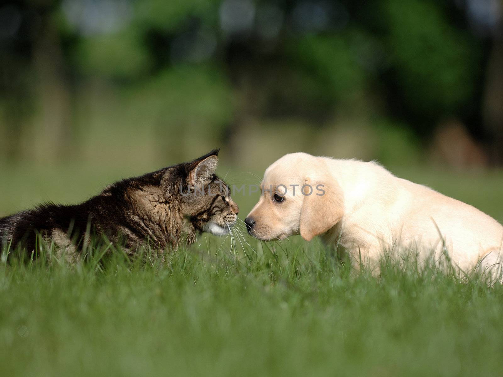do puppy and tabby cat friends