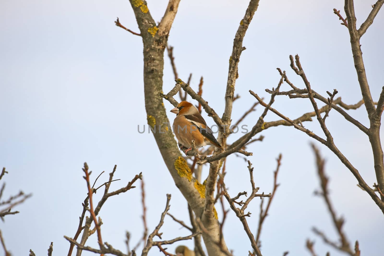 A hawfinch sitting on a branch