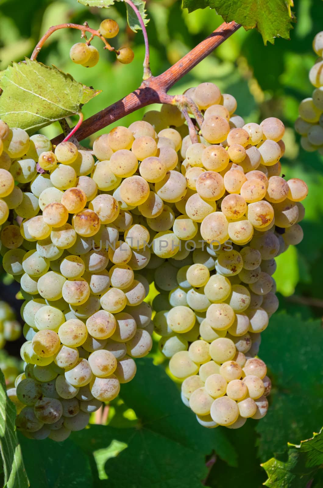 Grapes in vineyard in Balaclava. Crimea, Ukraine.